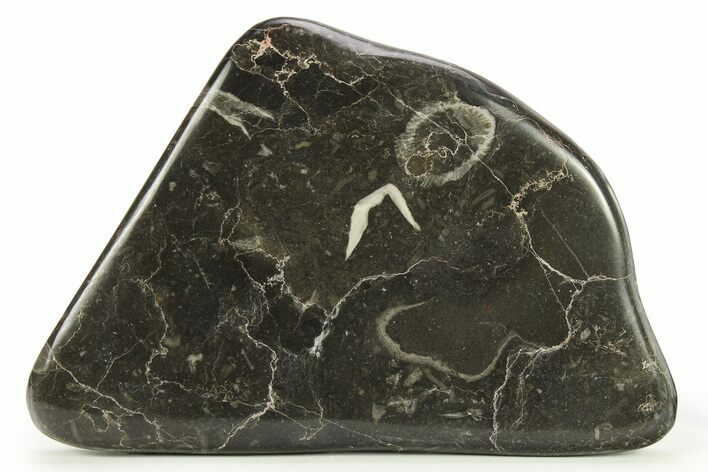 Polished Devonian Fossil Coral and Bryozoan Plate - Morocco #290351